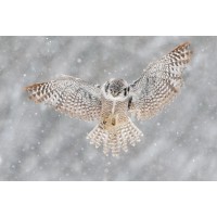 Owl - Flying - Winter Scene