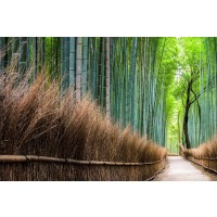 Tsunoi Masu - Japanese Bamboo Forest Bridge I