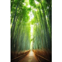 Tsunoi Masu - Japanese Bamboo Forest Bridge II