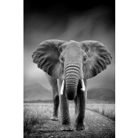 Elephant - Morning Walk