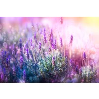 Matt Roots - Lavender Field - Light Exposed