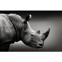 Rhinoceros - I Can See You