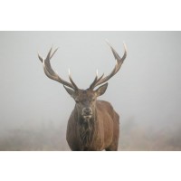 Deer - Wandering in the Mist