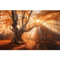Romeo Delogu - Fall Sunrise Hidden By Oak