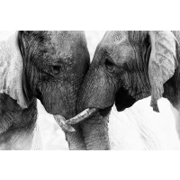 Elephant - Sincere Love