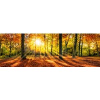 Romeo Delogu - Fall Sunrise In Forest