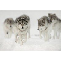 Wolf - Pack - Cool Hike
