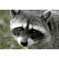 Racoon - Looking At You