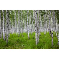 Frank Morse - Birches in Long Green Grass