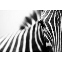 Zebra - Deep Stare
