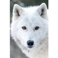 Arctic Wolf - Snowy Gaze