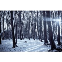 Romeo Delogu - Winter Sunrise In Forest