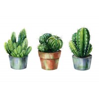 Succulent and cactus