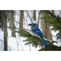 Bird - Blue Jay - Sitting On A Spruce