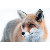 Fox - Cold Hunter