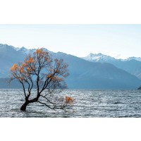 Josh Zdeslav - The Lone Tree In Autumn
