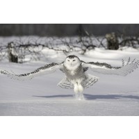 Snowy Owl - Cold Take Off