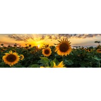 Alan Tully - Sunflower Field Sunset