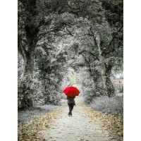 Lindy Baldo - Red Umbrella On Forest Street