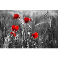 Louie Harvey - Red Poppy Flowers
