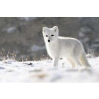 Fox - Wild Arctic Cub