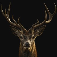 Deer - Head - Black Background
