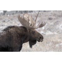 Moose - End of The Season