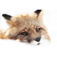 Fox - Peaceful Swiper