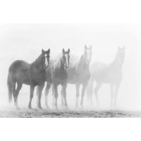 Horses - Line Up