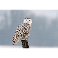 Owl - Sitting On Tree Trunk In Winter Scene