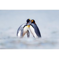 Penguin - Love