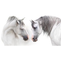 Horses - Flirt III