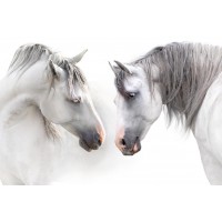 Horses - Flirt IV