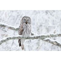 Owl - Sitting On Snowy Branch