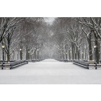 New York - Central Park - Lonely Snowy Walk