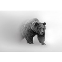 Foggy Wildlife - Bear