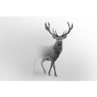 Foggy Wildlife - Caribou