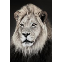 Lion - Portrait Posing