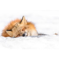 Fox - Nap time II