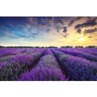Matt Roots - Lavender Field - Sunset