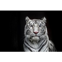 Tiger - Bleached Bengal - White Out of the Dark I