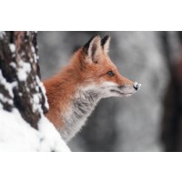 Fox - Red - Something on your Nose