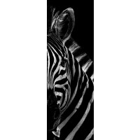 Zebra - Out of the Dark