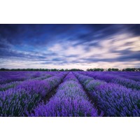 Matt Roots - Lavender Field - Evening