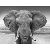 Elephant - Staring Contest