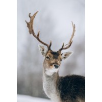 Deer - Talking To Me