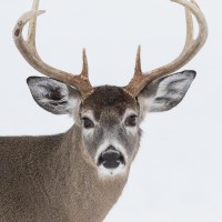 Deer - Head - White Background