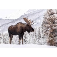 Moose - Standing On Snowy Mountain