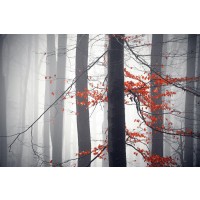 Melisende Perrin - Autumn Forest - Bloody Leaves II