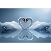 Swan - Heart Shape Love